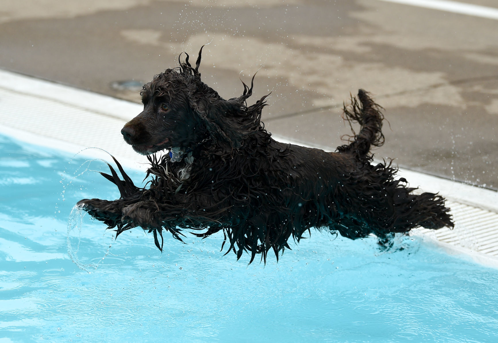 081919-mda-nws-furfriends-010a.JPG